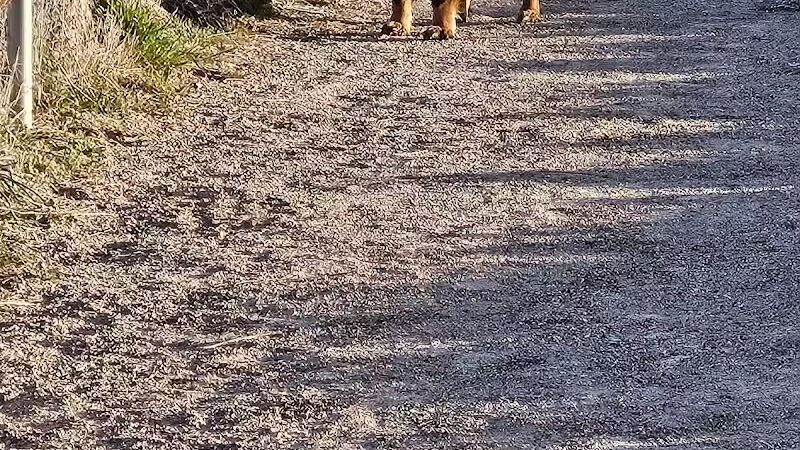 Enoch Dog Park - Enoch, UT