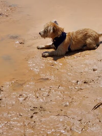 Enoch Dog Park - Enoch, UT