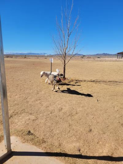 Friends Of Festival Country K-9s - Enoch, UT