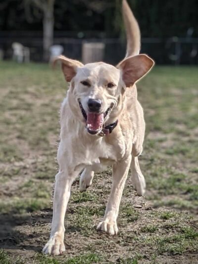 Enumclaw Dog Park - Enumclaw, WA