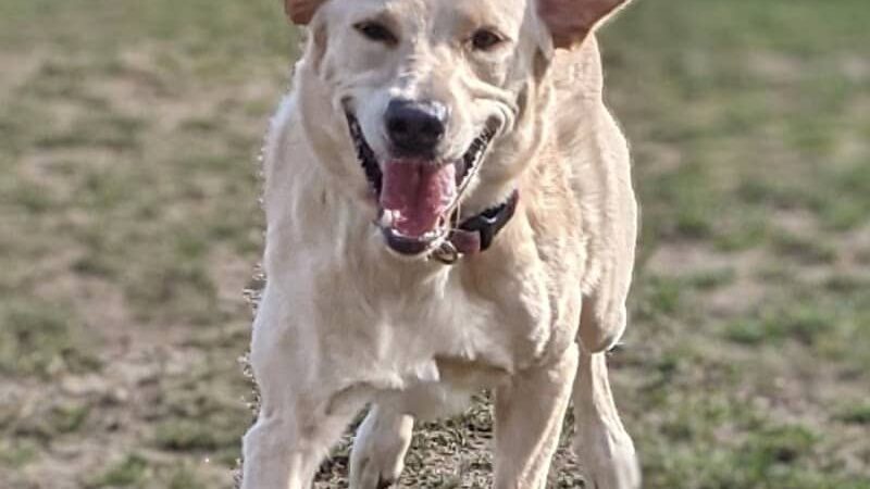 Enumclaw Dog Park - Enumclaw, WA
