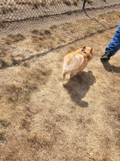 Enumclaw Dog Park - Enumclaw, WA