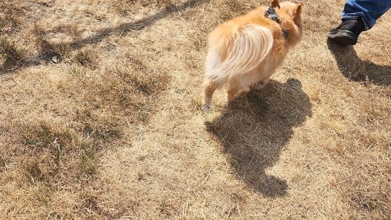 Enumclaw Dog Park - Enumclaw, WA