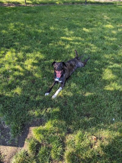 Enumclaw Dog Park - Enumclaw, WA