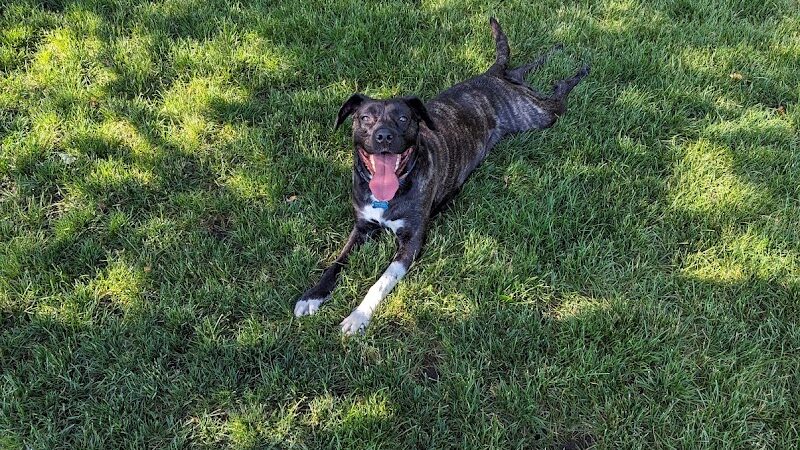 Enumclaw Dog Park - Enumclaw, WA