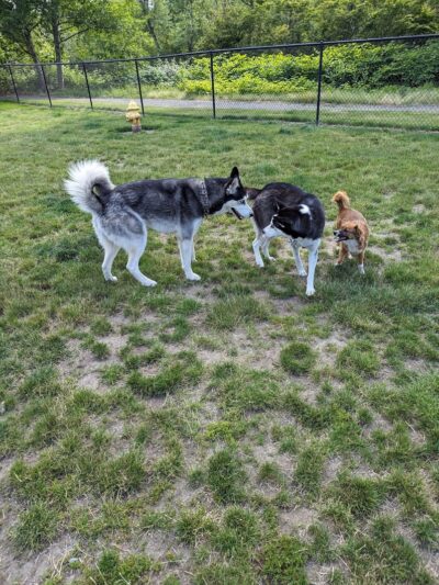 Enumclaw Dog Park - Enumclaw, WA