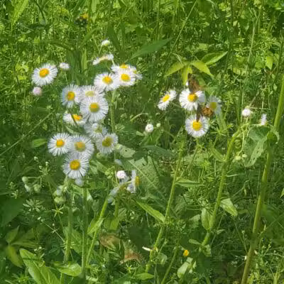 Schoharie Creek Preserve - Esperance, NY