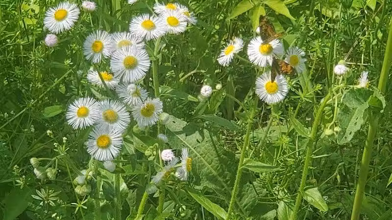 Schoharie Creek Preserve - Esperance, NY