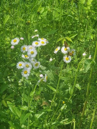 Schoharie Creek Preserve - Esperance, NY