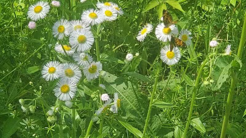 Schoharie Creek Preserve - Esperance, NY