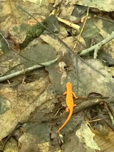 Schoharie Creek Preserve - Esperance, NY