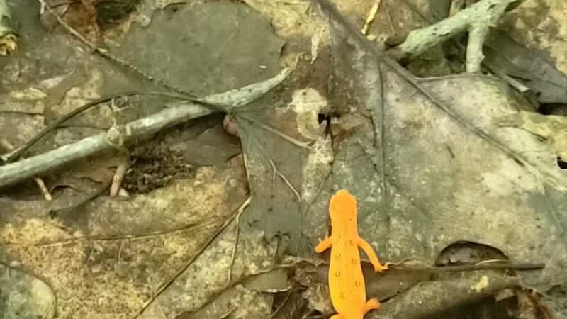 Schoharie Creek Preserve - Esperance, NY