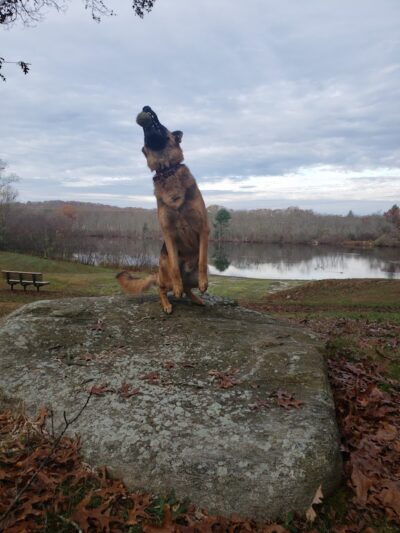 Paw Dog Park - Essex, CT