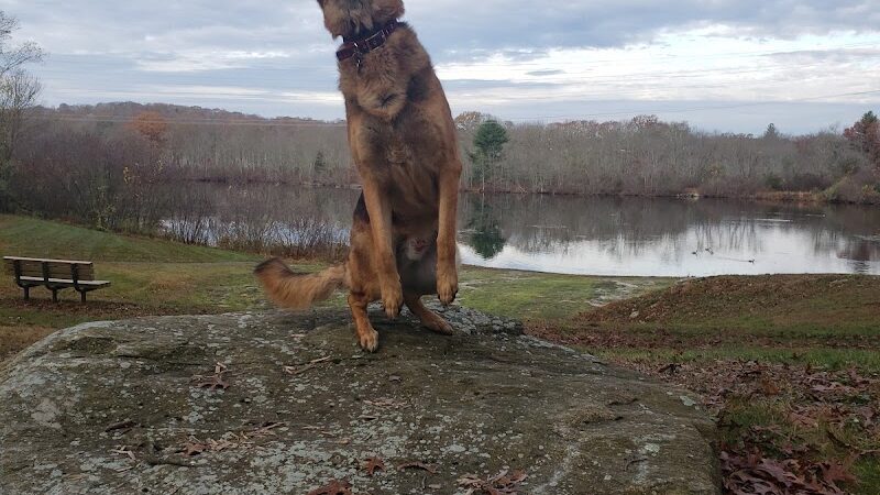 Paw Dog Park - Essex, CT