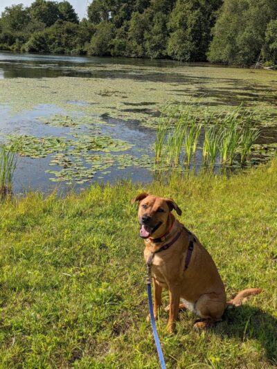 Paw Dog Park - Essex, CT