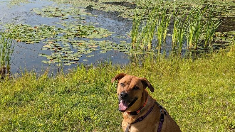 Paw Dog Park - Essex, CT