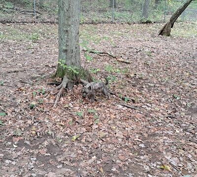 Paw Dog Park - Essex, CT