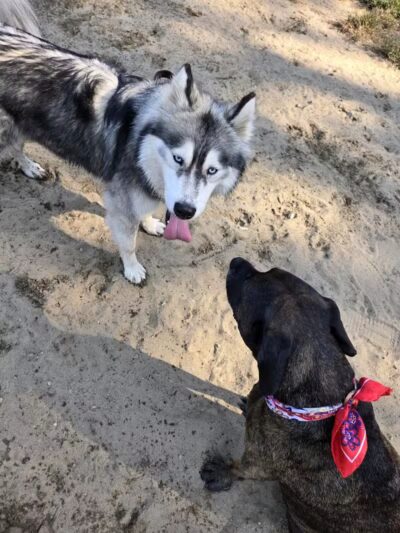 Essex Dog Park- Parking Lot - Essex Junction, VT