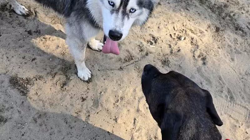 Essex Dog Park- Parking Lot - Essex Junction, VT