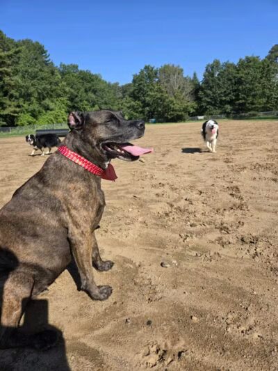 Essex Dog Park- Parking Lot - Essex Junction, VT
