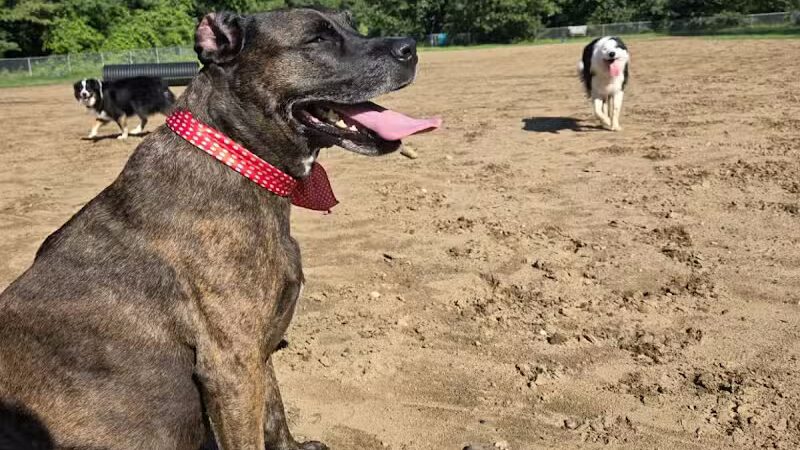 Essex Dog Park- Parking Lot - Essex Junction, VT