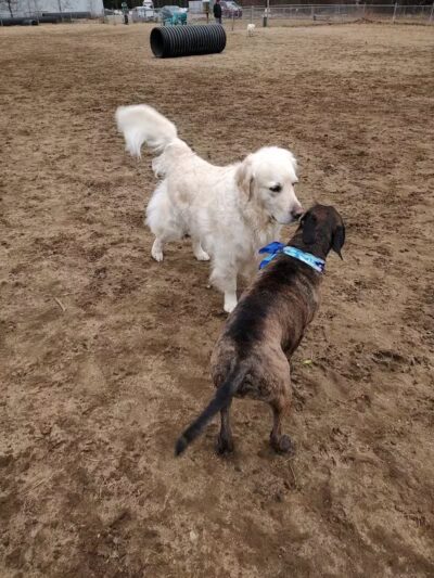 Essex Dog Park- Parking Lot - Essex Junction, VT