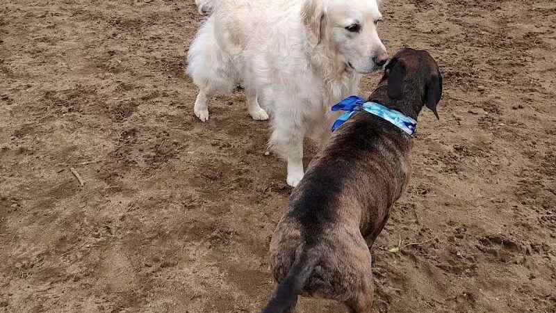 Essex Dog Park- Parking Lot - Essex Junction, VT