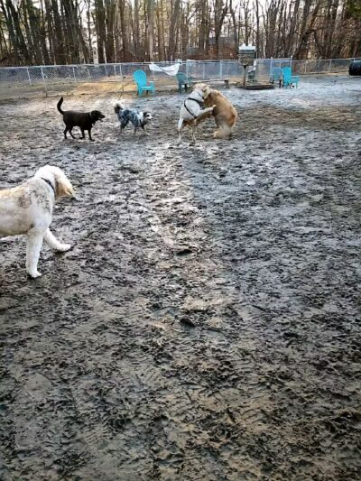 Essex Dog Park- Parking Lot - Essex Junction, VT