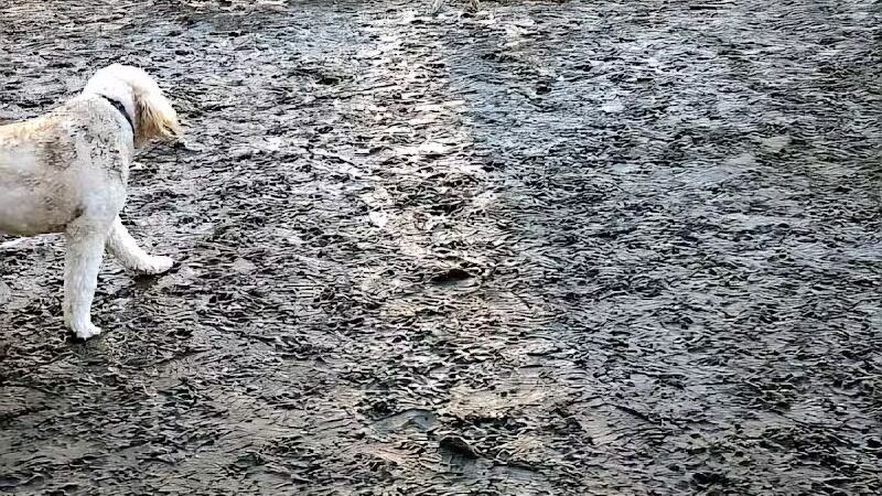 Essex Dog Park- Parking Lot - Essex Junction, VT