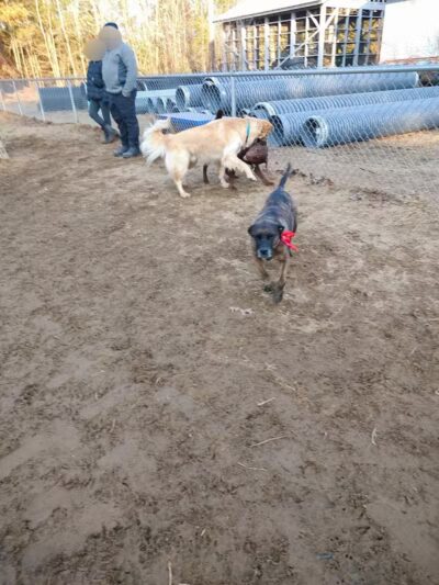 Essex Dog Park- Parking Lot - Essex Junction, VT