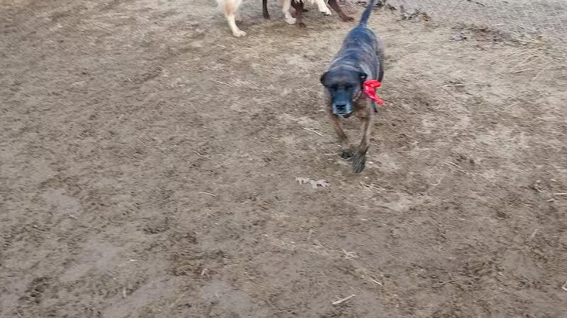 Essex Dog Park- Parking Lot - Essex Junction, VT