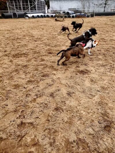 Essex Dog Park- Parking Lot - Essex Junction, VT