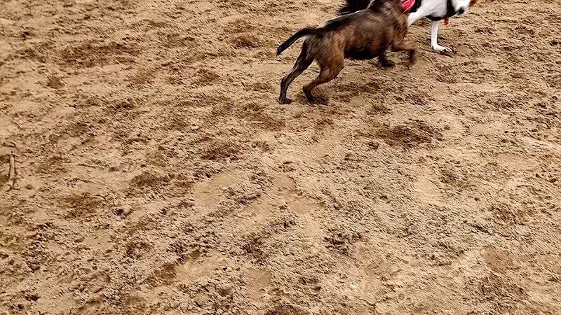 Essex Dog Park- Parking Lot - Essex Junction, VT