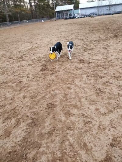 Essex Dog Park- Parking Lot - Essex Junction, VT