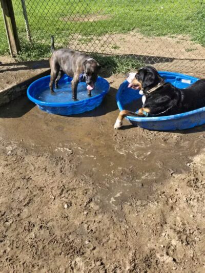Essex Dog Park- Parking Lot - Essex Junction, VT