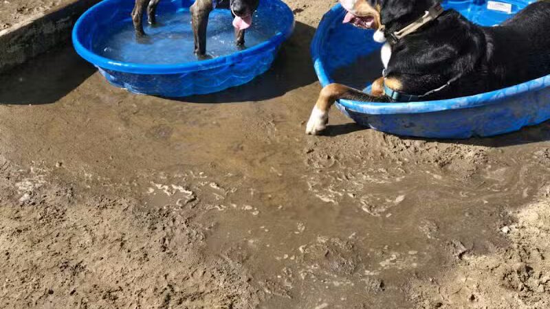 Essex Dog Park- Parking Lot - Essex Junction, VT