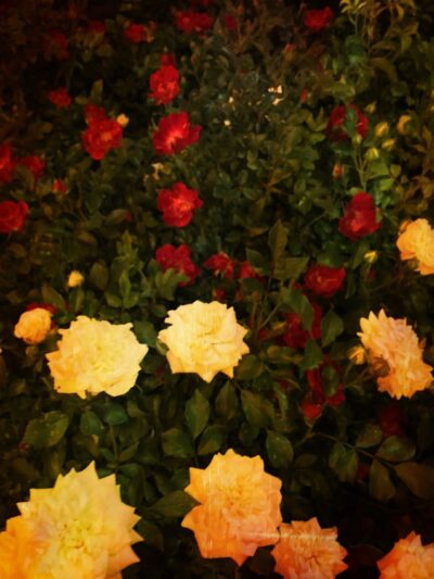 Rotary Park - Etowah, TN