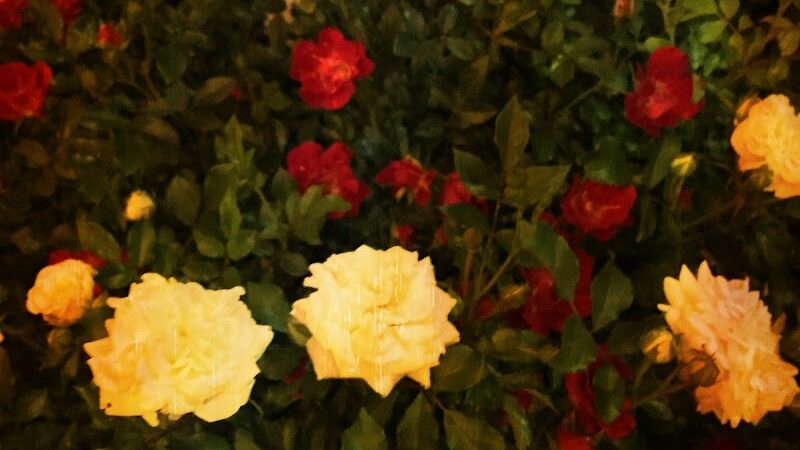 Rotary Park - Etowah, TN