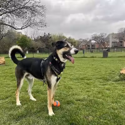 Euless Dog Park - Euless, TX