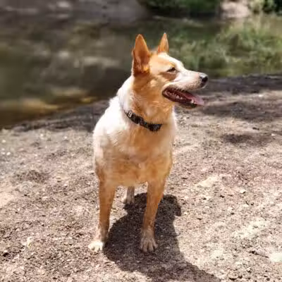 Euless Dog Park - Euless, TX