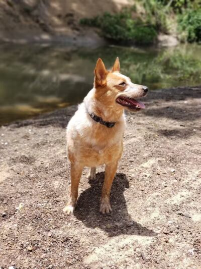 Euless Dog Park - Euless, TX