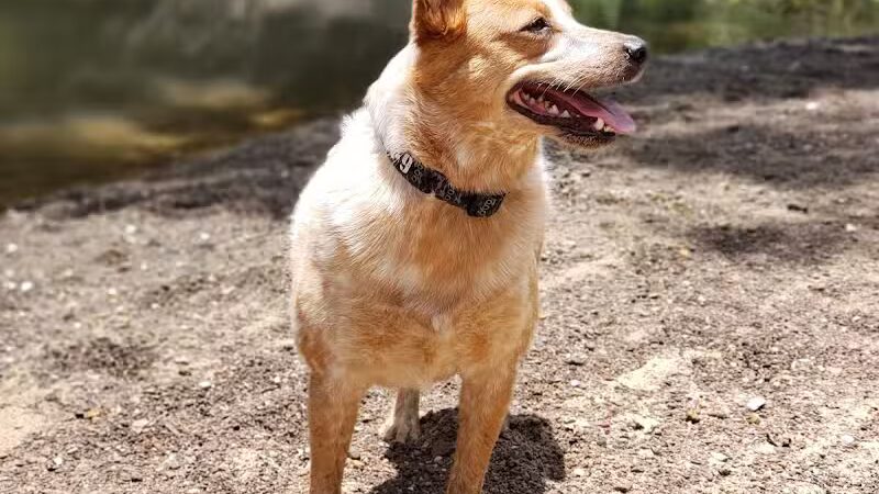 Euless Dog Park - Euless, TX