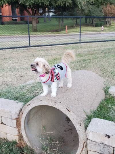 Euless Dog Park - Euless, TX