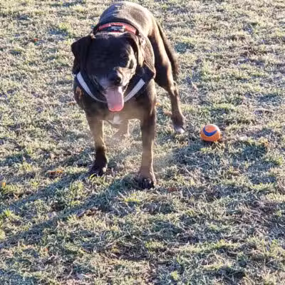 Euless Dog Park - Euless, TX