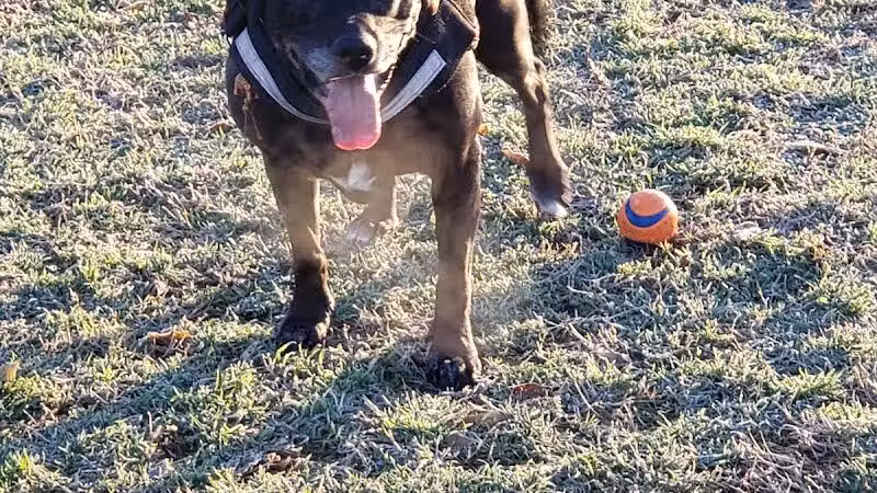 Euless Dog Park - Euless, TX