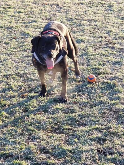 Euless Dog Park - Euless, TX