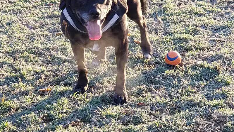 Euless Dog Park - Euless, TX