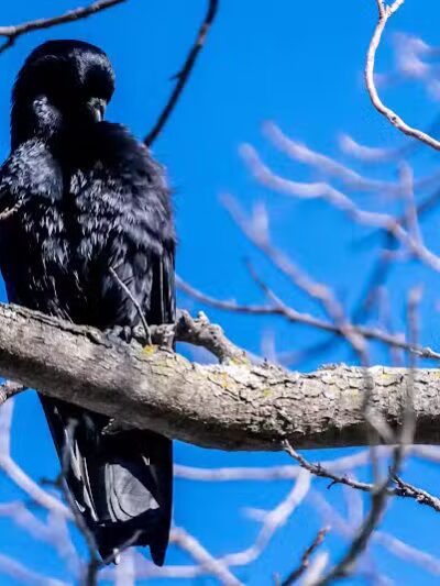 Euless Dog Park - Euless, TX