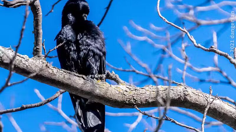 Euless Dog Park - Euless, TX