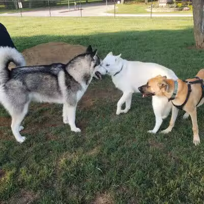 Euless Dog Park - Euless, TX
